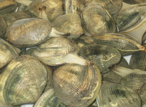 Fettmuschel
