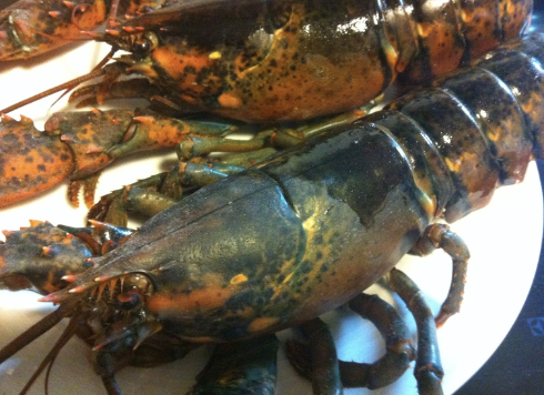 Bogavante Canadá