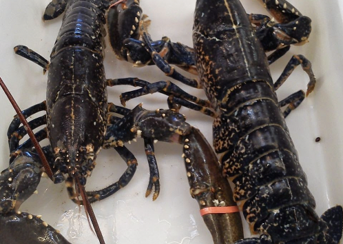 Bogavante Galiziano
