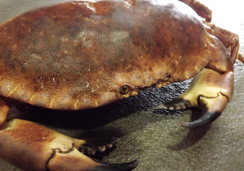 Ossidi di mare