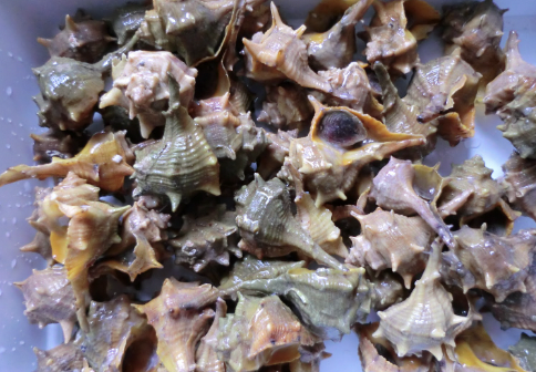 Cañailla