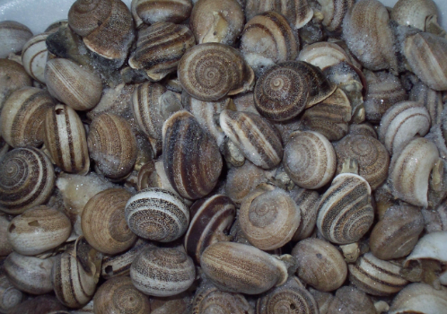 Porzeczki