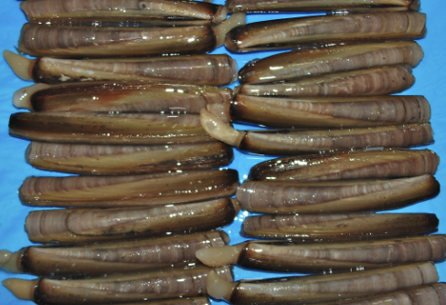Nabajas