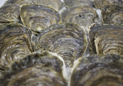 Ostra Galician
